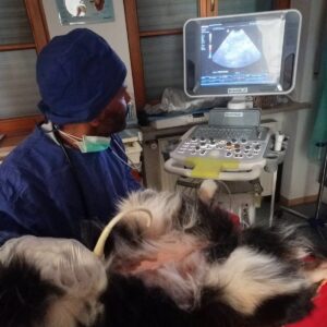 Ultraschalluntersuchung bei einem Hund