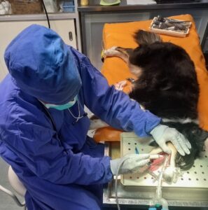 Tierarzt bei der Behandlung